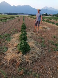 njiva konoplja zastirka