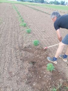 okopavanje eko konoplje za CBD mazilo