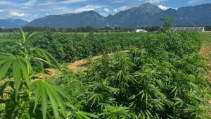 Storžič konoplja CBD 2025 gore blog jan