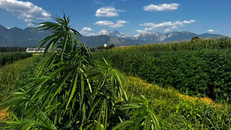 eko konoplja za CBD njiva