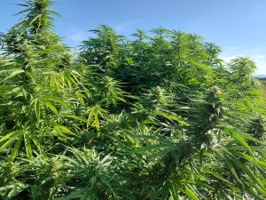konoplja zelena in velika