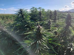 vršički 2025 polje