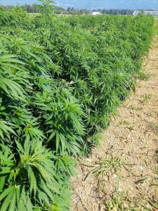 konoplja raste zelena