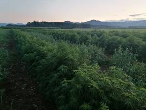 konoplja močno rasste