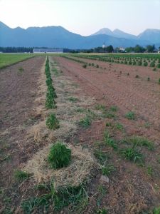 zastirka majhna konopoplja