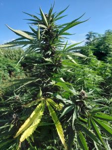 cvet konoplje rumen list