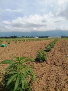 majhna konoplja oblaki