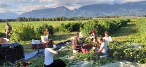 nabiranje konoplje ženske