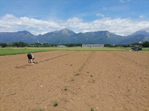 gore Gorenjske in konoplja