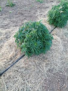 konoplja namakalni sistem