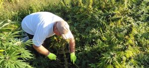 moški nabira CBD konopljo