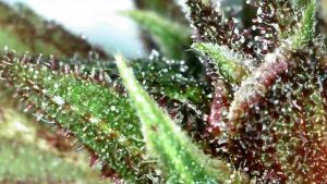 trihomi CBD konoplja