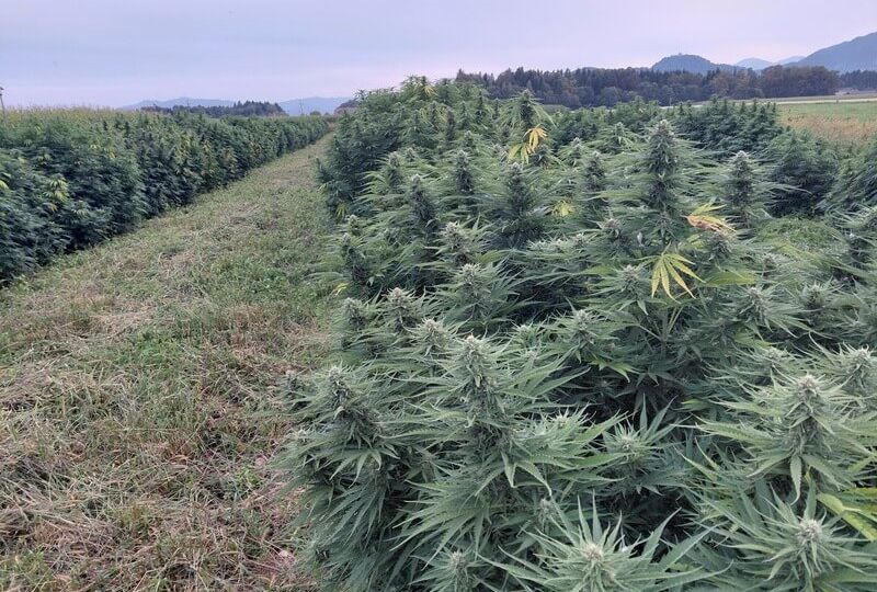 njiva konoplja za CBD kapljice