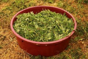 konoplja pred sušenjem