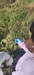 nabiranje zadnjih cvetov za CBD kapljice