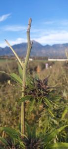 cvet konoplje jeseni