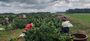 Nabiranje konoplje nabiralci konooplja