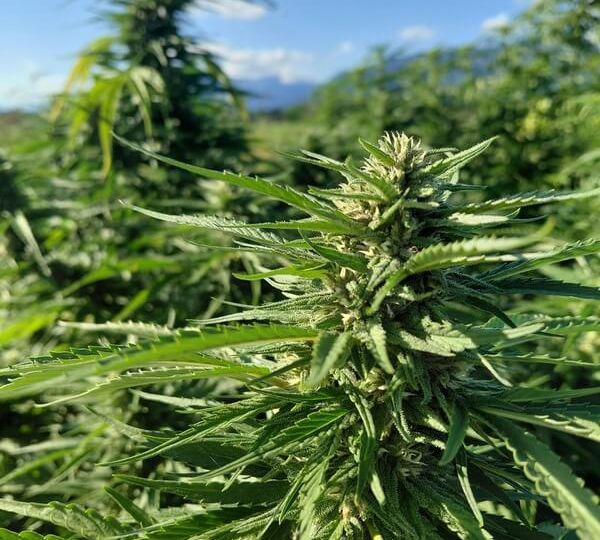 konoplja čaj konopljin cvet