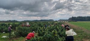 nabiranje konoplje njiva za konopljin čaj