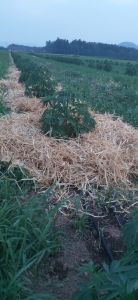 zastirka CBD konoplja namakalni sistem