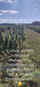 vabilo žetev konoplje