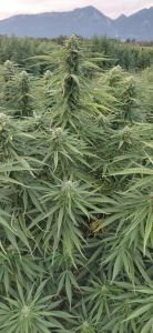 cvetenje eko CBD konoplja