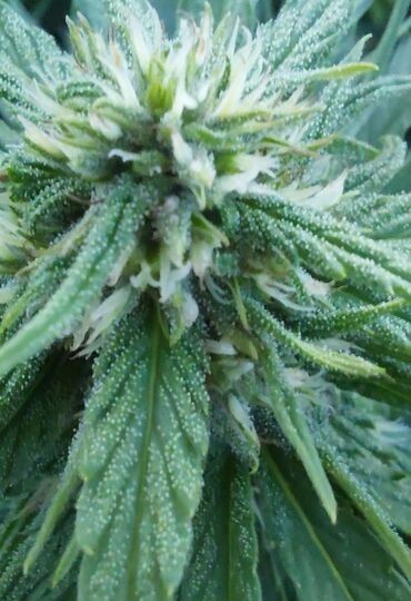 cvet cbd konoplja