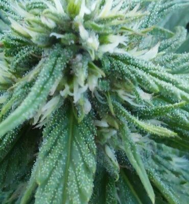 cvet cbd konoplja