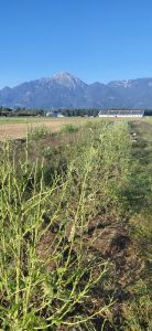 CBD konoplja brez vrsickov