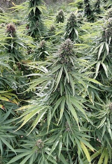 CBD konoplja naslovna vršički cvetovi