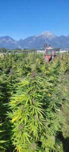 eko CBD konoplja traktor
