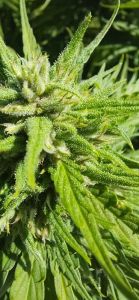 trihomi konoplja CBD